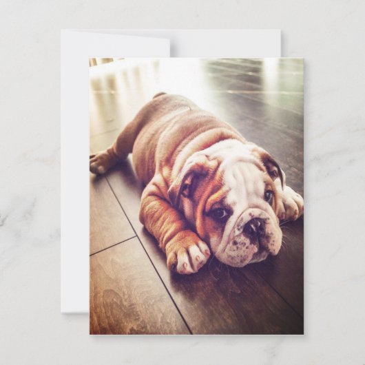 Engelse Bulldog Lying Dog | Dog Photo Kaart (Voorkant)