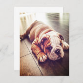 Engelse Bulldog Lying Dog | Dog Photo Kaart (Voorkant / Achterkant)