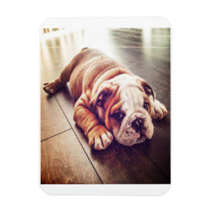 Engelse Bulldog Lying Dog   Dog Photo Magneet
