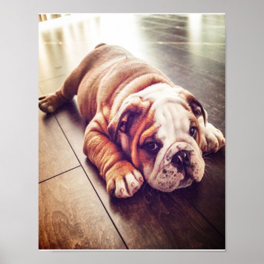 Engelse Bulldog Lying Dog | Dog Photo Poster (Voorkant)