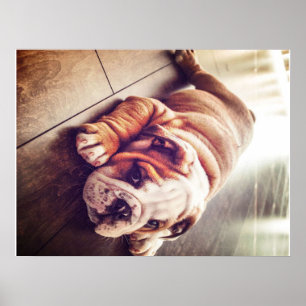 Engelse Bulldog Lying Dog Dog Photo Poster