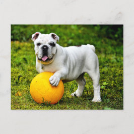 Engelse Bulldog met Ball Briefkaart