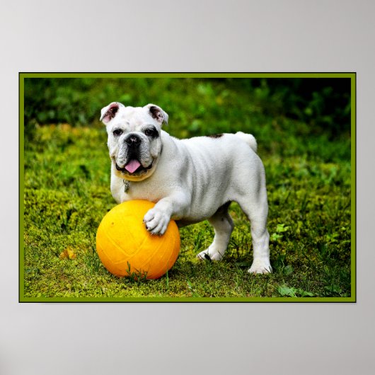 Engelse Bulldog met Ball Poster (Voorkant)