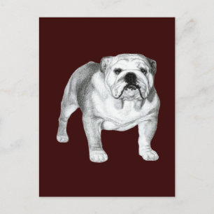 Engelse Bulldog - Potloodtekening Briefkaart