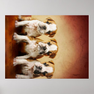 Engelse Bulldog Puppies Echt waar Poster