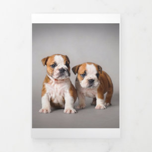 Engelse Bulldog Puppies Kogelhond van de paardeh Drieluik Aankondiging