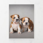 Engelse Bulldog Puppies | Kogelhond van de paardeh Drieluik Aankondiging (Cover)