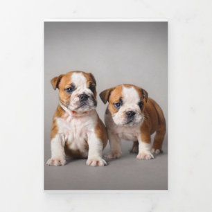 Engelse Bulldog Puppies   Kogelhond van de paardeh Drieluik Aankondiging