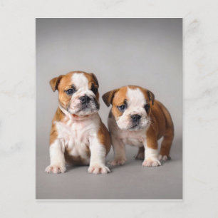 Engelse Bulldog Puppies   Kogelhond van de paardeh Flyer