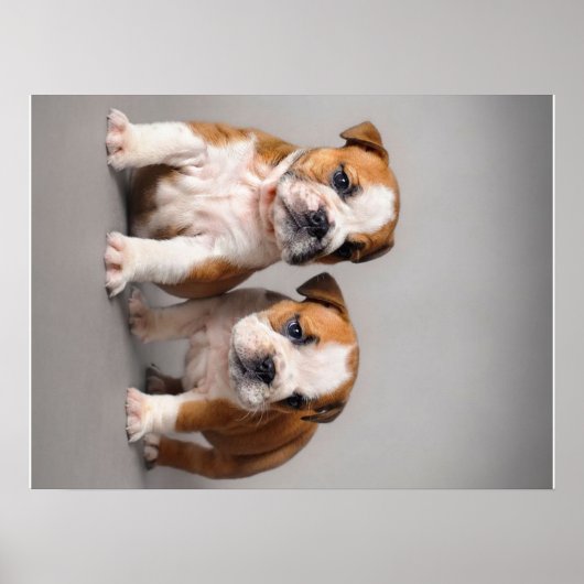 Engelse Bulldog Puppies | Kogelhond van de paardeh Poster (Voorkant)