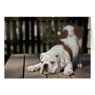 Engelse bulldog Puppy
