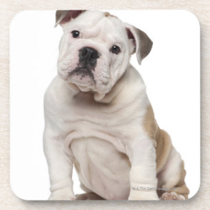 Engelse bulldog puppy (2 maanden oud) bier onderzetter