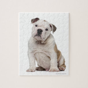 Engelse bulldog puppy (2 maanden oud) legpuzzel