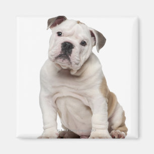 Engelse bulldog puppy (2 maanden oud) magneet