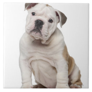 Engelse bulldog puppy (2 maanden oud) tegeltje