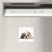 Engelse bulldog puppy (4 maanden oud) en twee magneet (Insitu (Vaatwasser))