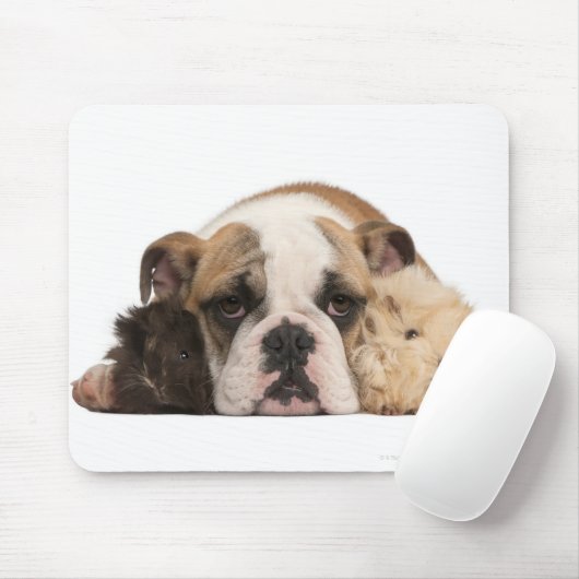 Engelse bulldog puppy (4 maanden oud) en twee muismat (Met muis)