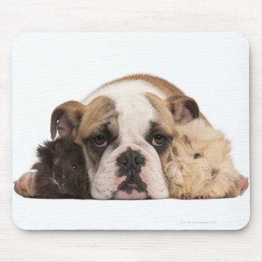 Engelse bulldog puppy (4 maanden oud) en twee muismat (Voorkant)