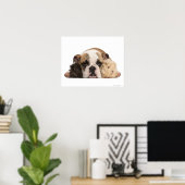 Engelse bulldog puppy (4 maanden oud) en twee poster (Thuiskantoor)