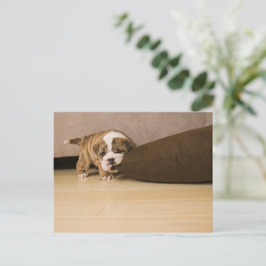 Engelse Bulldog puppy biting kussen Briefkaart (Staand voorkant)