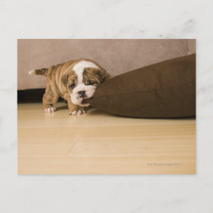 Engelse Bulldog puppy biting kussen Briefkaart