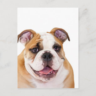 Engelse bulldog puppy briefkaart