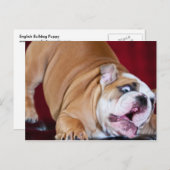 Engelse bulldog Puppy Briefkaart (Voorkant / Achterkant)