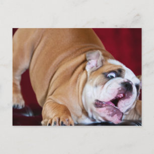 Engelse bulldog Puppy Briefkaart