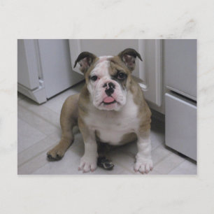 Engelse bulldog puppy briefkaart