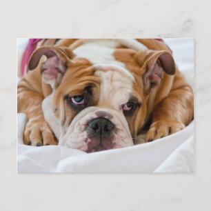 Engelse bulldog Puppy Briefkaart