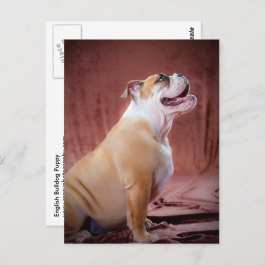 Engelse bulldog Puppy Briefkaart (Voorkant / Achterkant)
