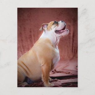 Engelse bulldog Puppy Briefkaart