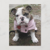 Engelse bulldog Puppy Briefkaart (Voorkant)