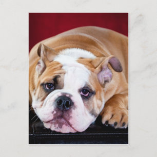 Engelse bulldog puppy briefkaart