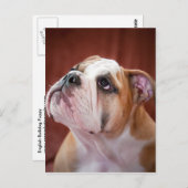 Engelse bulldog Puppy Briefkaart (Voorkant / Achterkant)