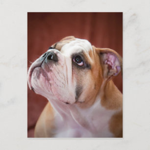 Engelse bulldog Puppy Briefkaart