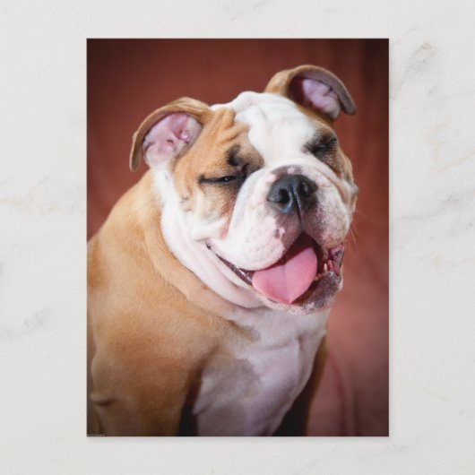 Engelse bulldog Puppy Briefkaart (Voorkant)