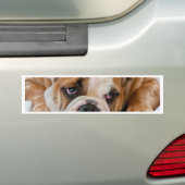Engelse bulldog puppy bumpersticker (Op auto)