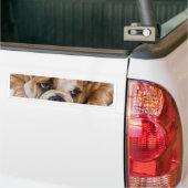 Engelse bulldog puppy bumpersticker (Op Truck)