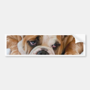 Engelse bulldog puppy bumpersticker