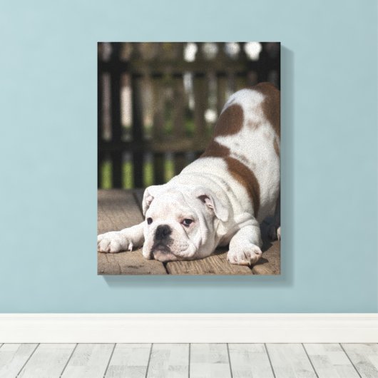 Engelse bulldog Puppy Canvas Afdruk (Insitu (Houten vloer))