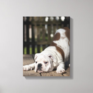 Engelse bulldog Puppy Canvas Afdruk