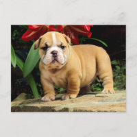 Engelse Bulldog Puppy Dog Blank Briefkaart