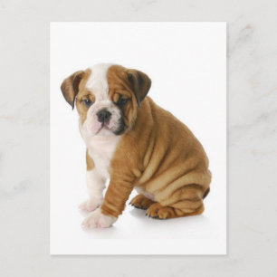 Engelse Bulldog Puppy Dog Blank Greeting Briefkaar Briefkaart
