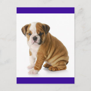 Engelse Bulldog Puppy Dog Blue Blank Briefkaart