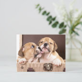 Engelse Bulldog Puppy Dog Briefkaart (Staand voorkant)
