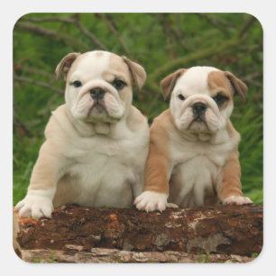Engelse Bulldog Puppy Dog Love Sticker / zeehond