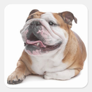 Engelse Bulldog Puppy Dog Sticker