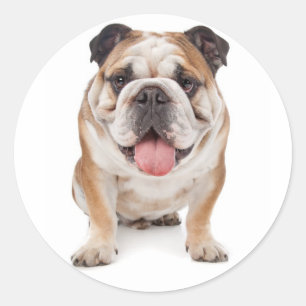 Engelse Bulldog Puppy Dog Sticker / Seal