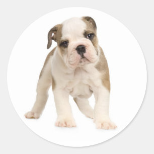 Engelse Bulldog Puppy Dog Sticker / Seal